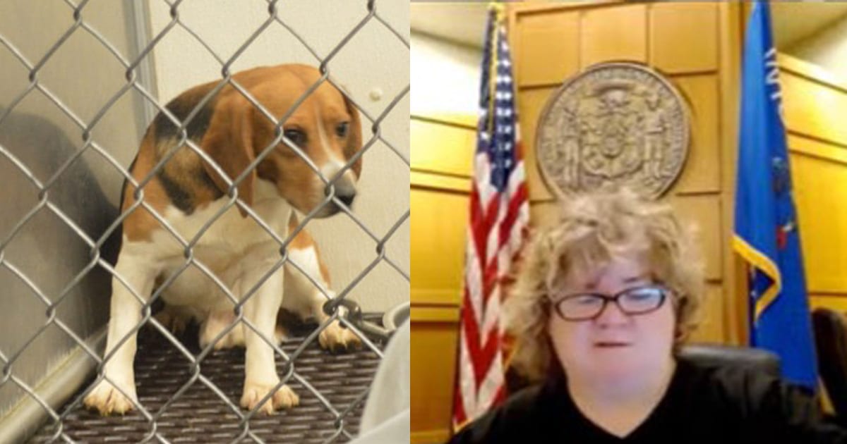 Hearing for the Wisconsin Beagles case